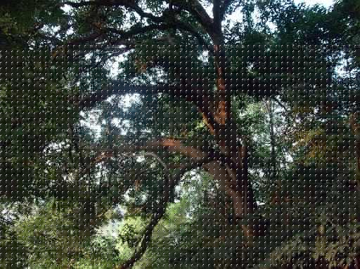 Bangburd 16.jpg - Riesiger Mangobaum (für die Brillenaffen)
